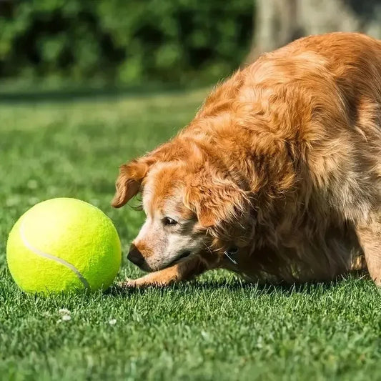 🎾 Pelota Gigante para Perros