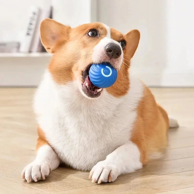 🟠 Pelota Interactiva para Perros y Cachorros
